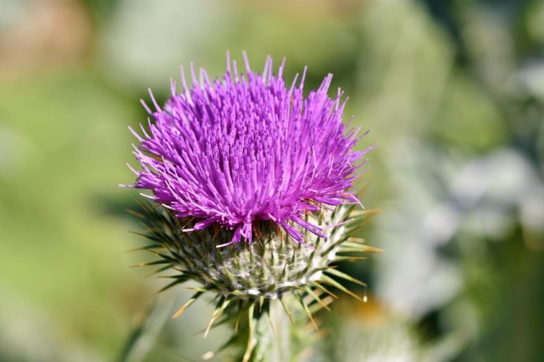 Distel-Öl – gesundes, heilendes Öl