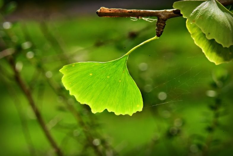 Ginkgo – einzigartiger Baum mit Heilwirkung