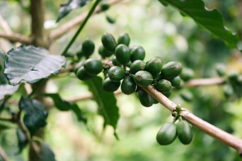 Grüner Kaffee – Wundermittel zum Abnehmen?