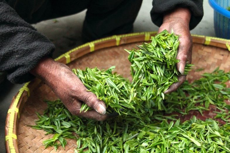 Grüner Tee – wirklich so gesund?