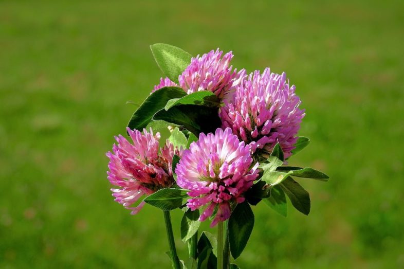 Rotklee – heilende Gartenpflanze