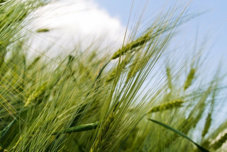 Weizenkeimöl – fett aber gesund