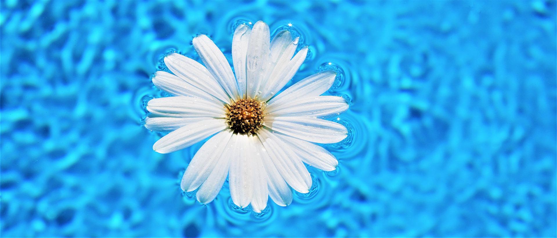 Schwimmen im Garten – Welcher Pool ist der richtige für meinen Garten?