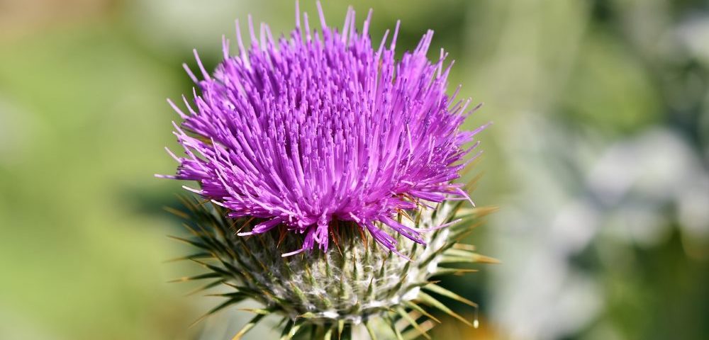 Färberdistel