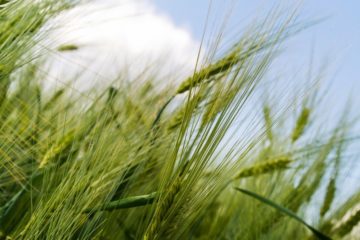 Weizen aus dem Weizenkeimöl gepresst wird