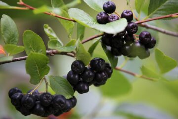 aronia beere